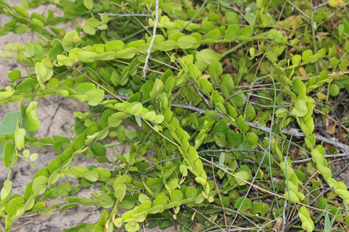 Capparis rotundifolia Rottler